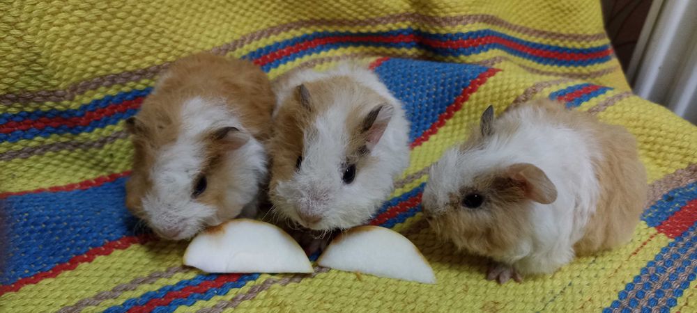 Королевские морские свинки