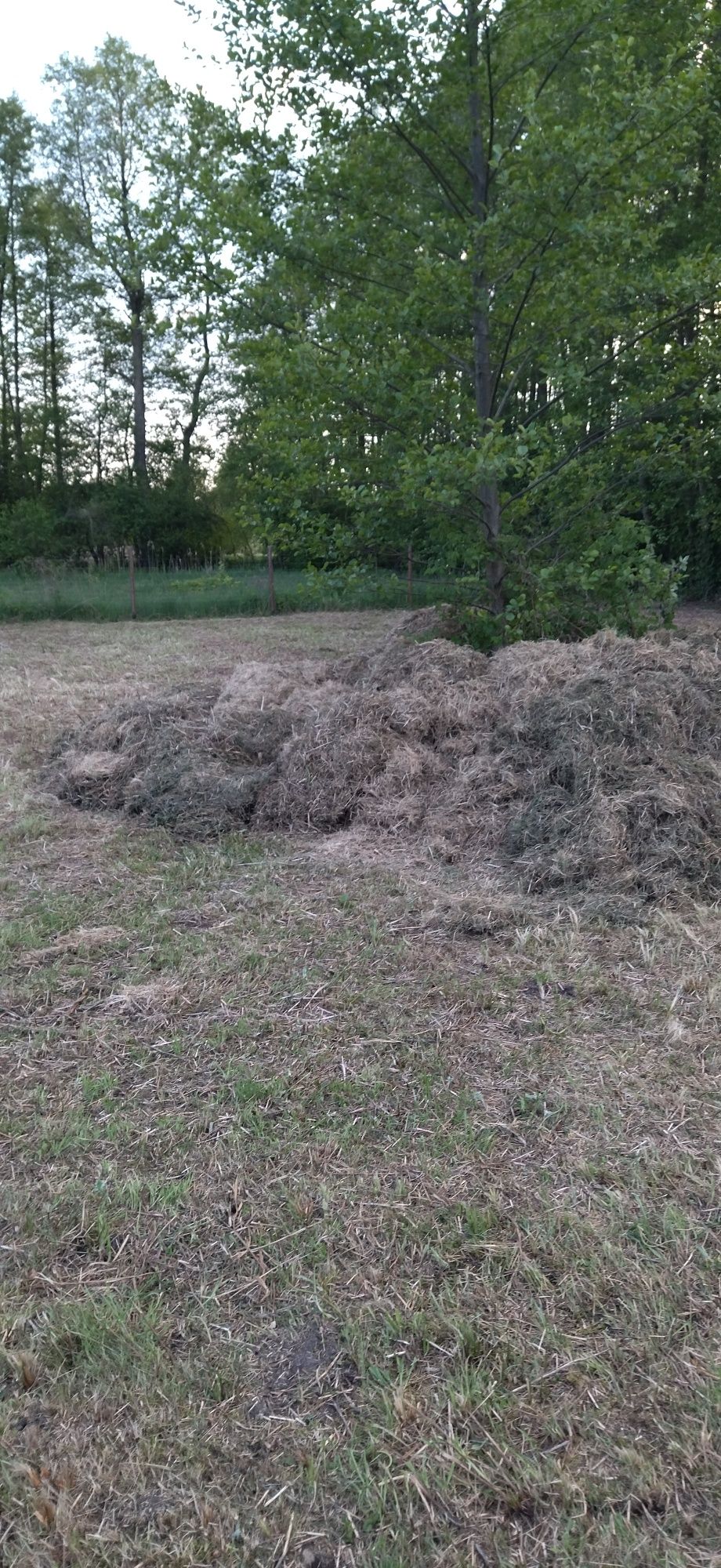 Za darmo siano, trawą, po koszeniu działki w lesie
