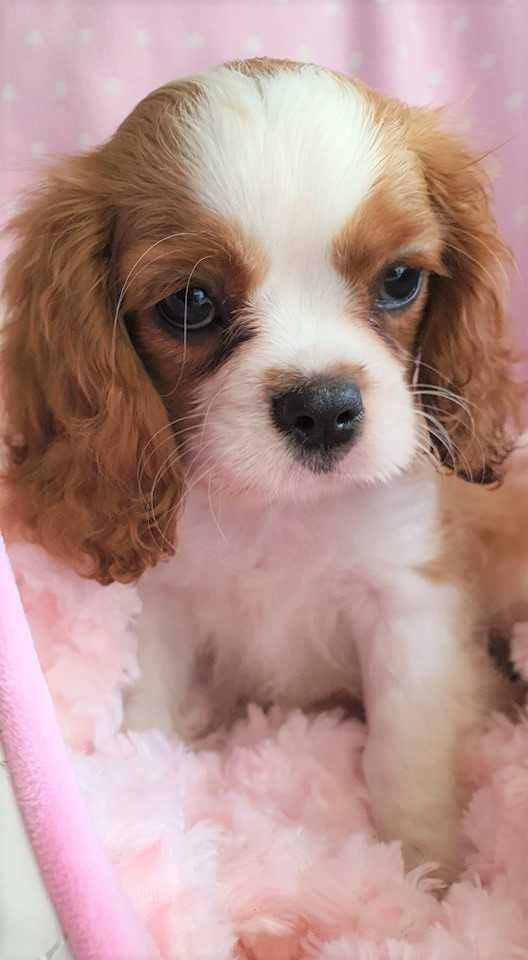 Piesek Cavalier King Charles Spaniel , po FCI. Do odbioru.