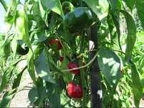 Sementes Noras/Pimentos/Malaguetas c/ Portes