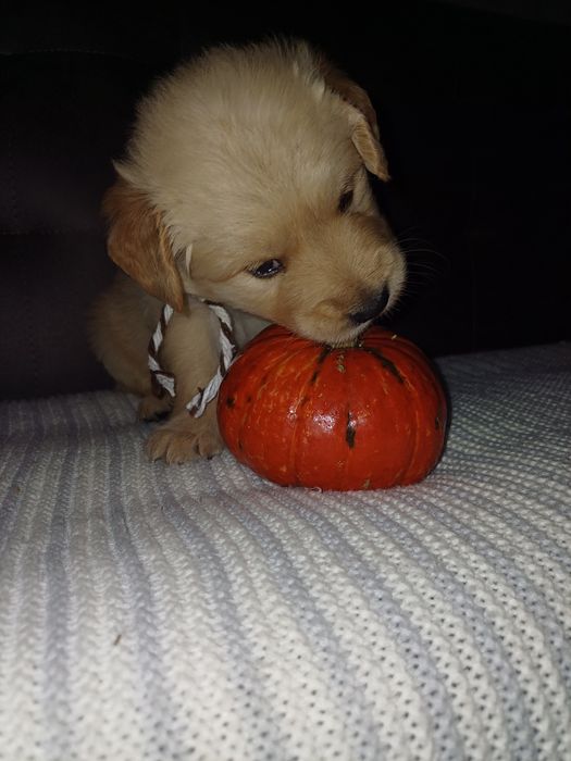 Золотисті Ретривери з документами КСУ