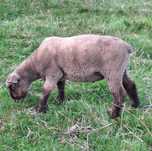 Vendo borrego suffolk