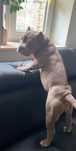 american bully pocket amstaff