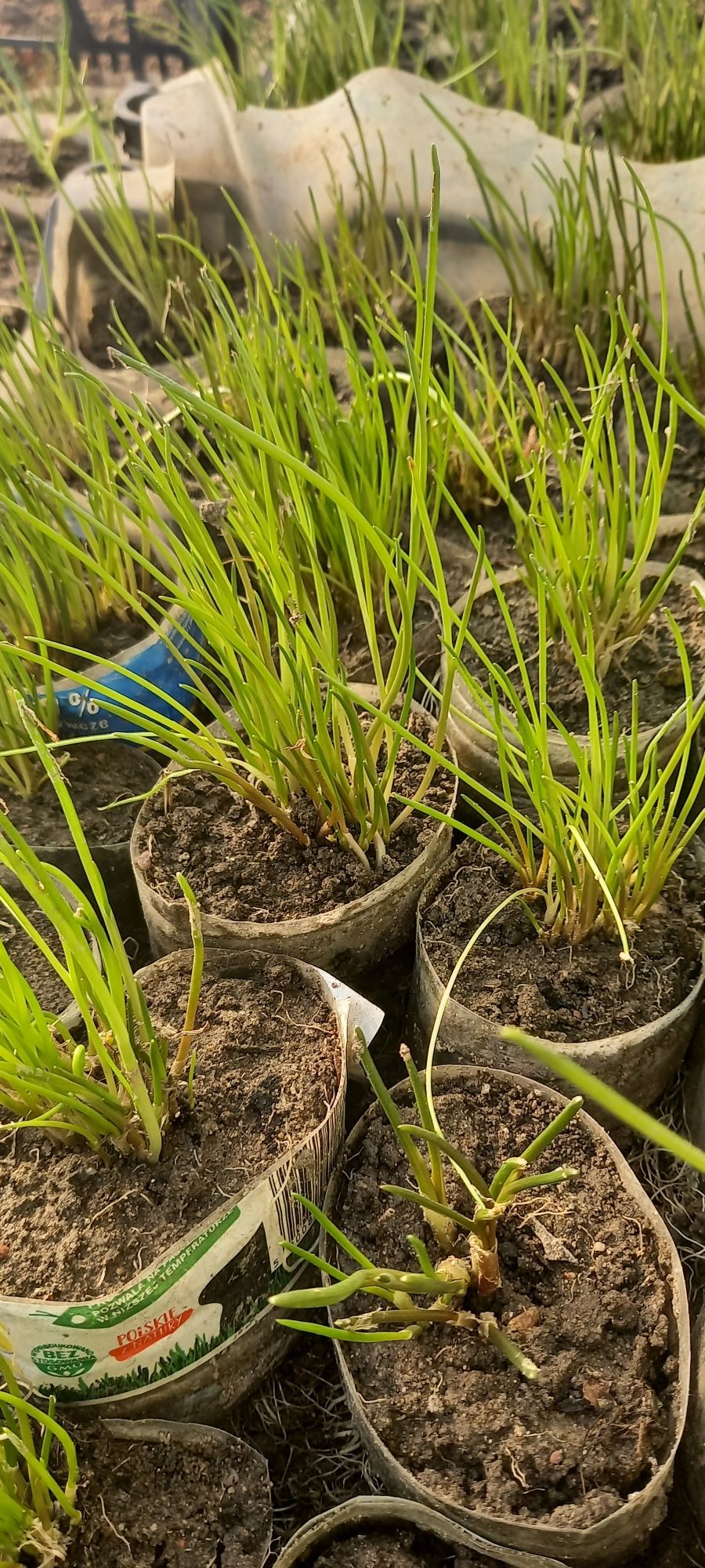 Szczypiorek siedmiolatek gruby i drobny - sadzonka