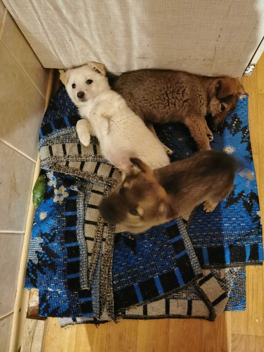 Віддам цуценят добрим людям.