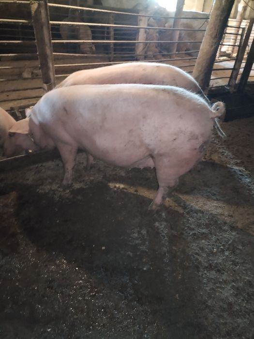 Продам свиней живим весом, 100 гривень кг.