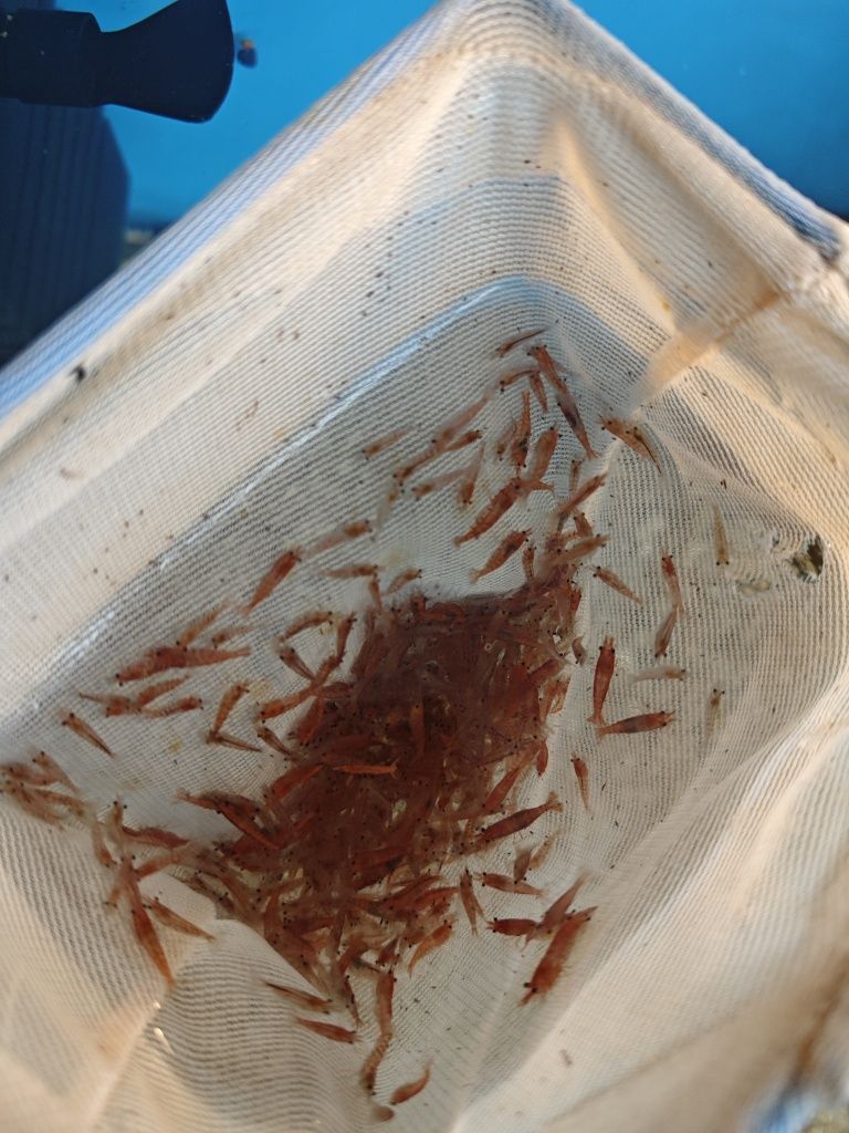 Krewetki Red Cherry do akwarium 30sztuk