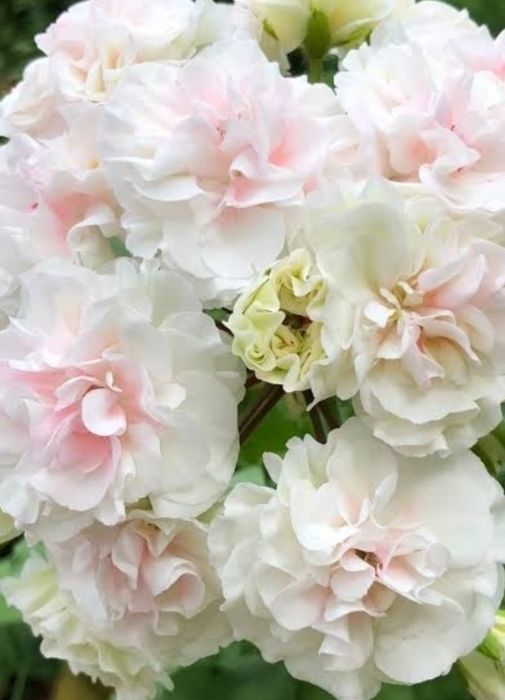 Продам хорошо укорененный черенок сортовой пеларгонии