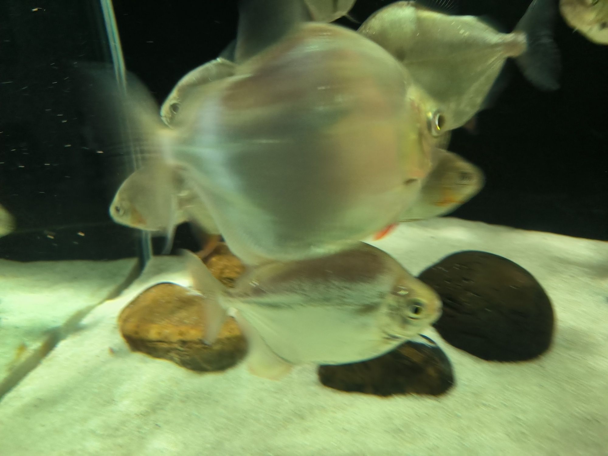 7 Peixes Silver Dollar