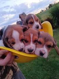 Zapowiedź miotu beagle