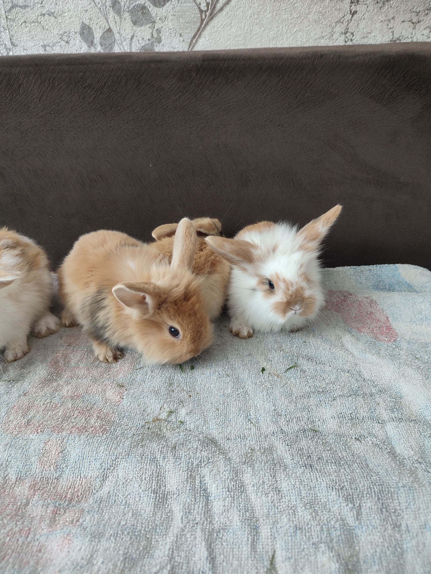 Króliczki minuturki baranki