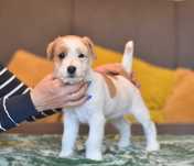 Jack Russell Terrier FCI – mała księżniczka czeka na nowy dom!