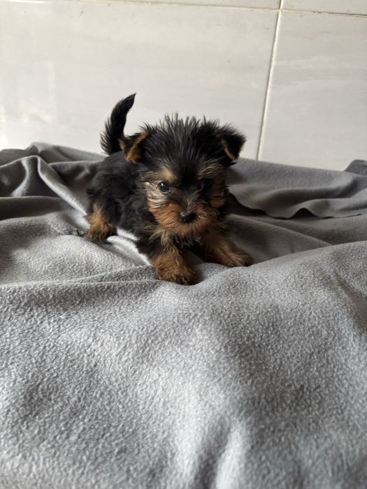 Yorkshire terrier femea