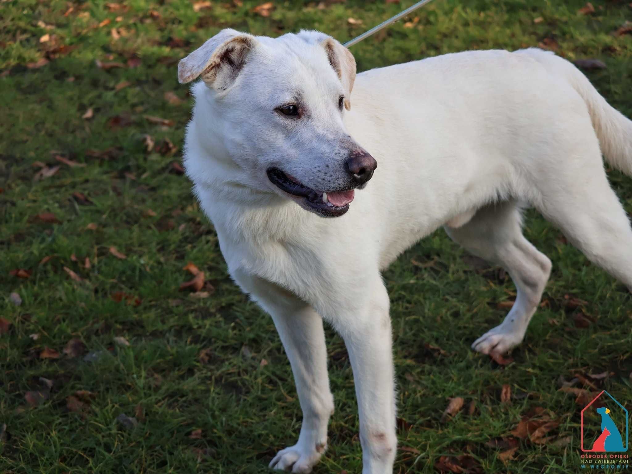 PIĘKNY, MŁODY, duży psiak - ma świetny charakter - adoptuj