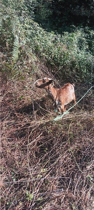 Vendo duas cabritas