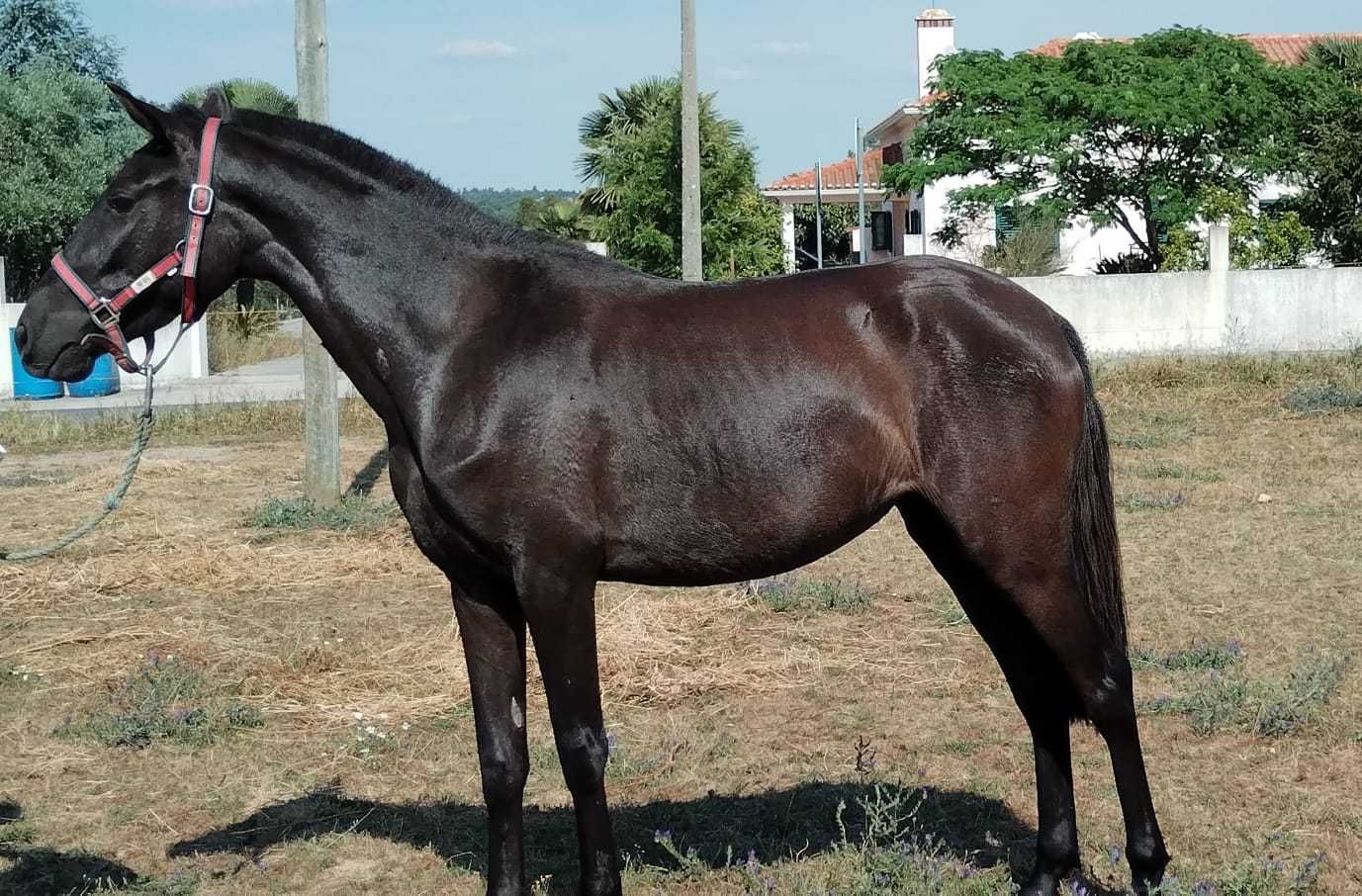 Poldra preta 2 anos