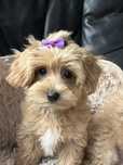 Cudowna suczka  maltipoo do odbioru