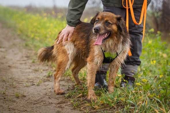 Młody przyjazny Krokiet szuka domku