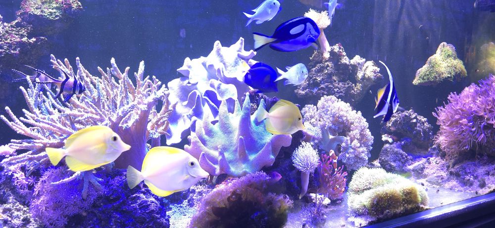 Pokolec Zebrasoma flavescens