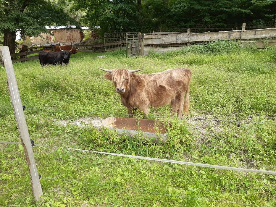 Krowy szkockie highland