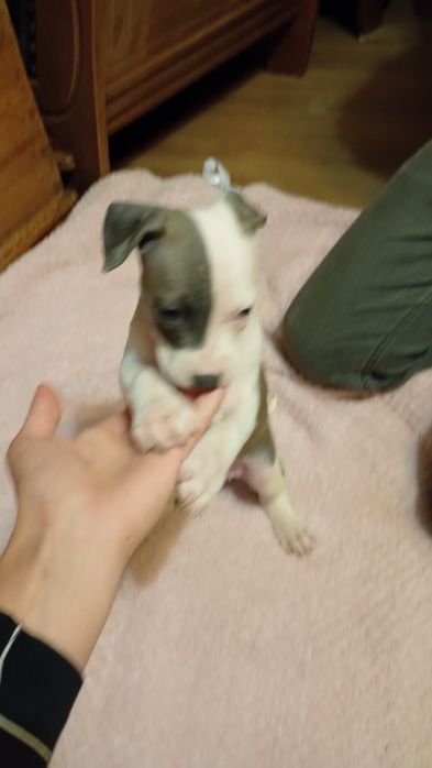 Rezerwacja Niebieskookie American Staffordshire terrier szczeniaki ams