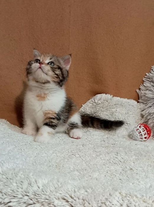 Котенок : Потешная игрунка .