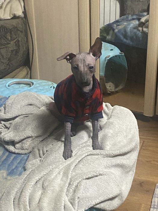 Мексиканские голые собаки