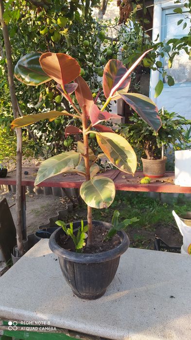 Фикус Белиз (для размножения)