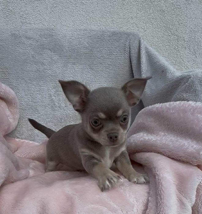 Chihuahua piękny piesek lilac tan z białymi znaczeniami