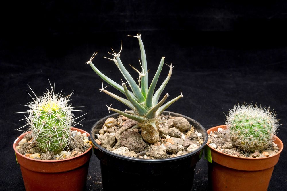 Kaktusy zestaw 3szt.(Leuchtenbergia, Thelocactus, Aylostera)