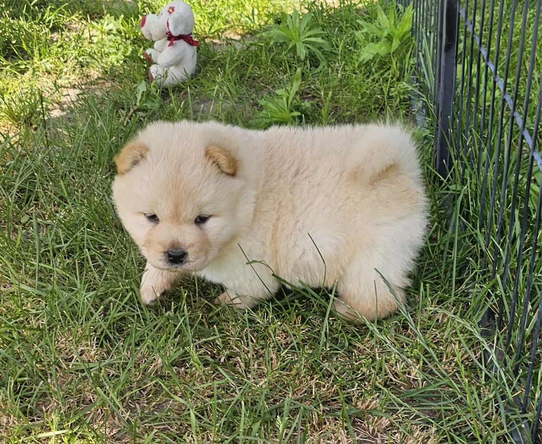 Samiec chow chow szczeniak