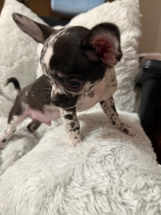 Piesek Chihuahua krótkowłosy Black Merle.