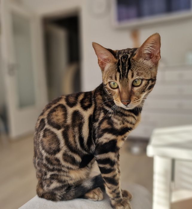 Kot bengalski - smutna Helenka