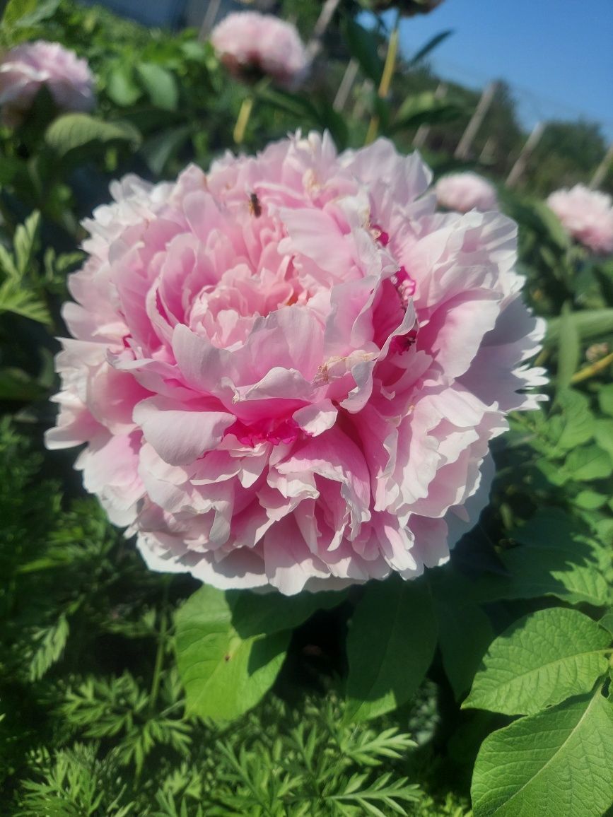 Продам корни сортовых пионов из собственного сада.