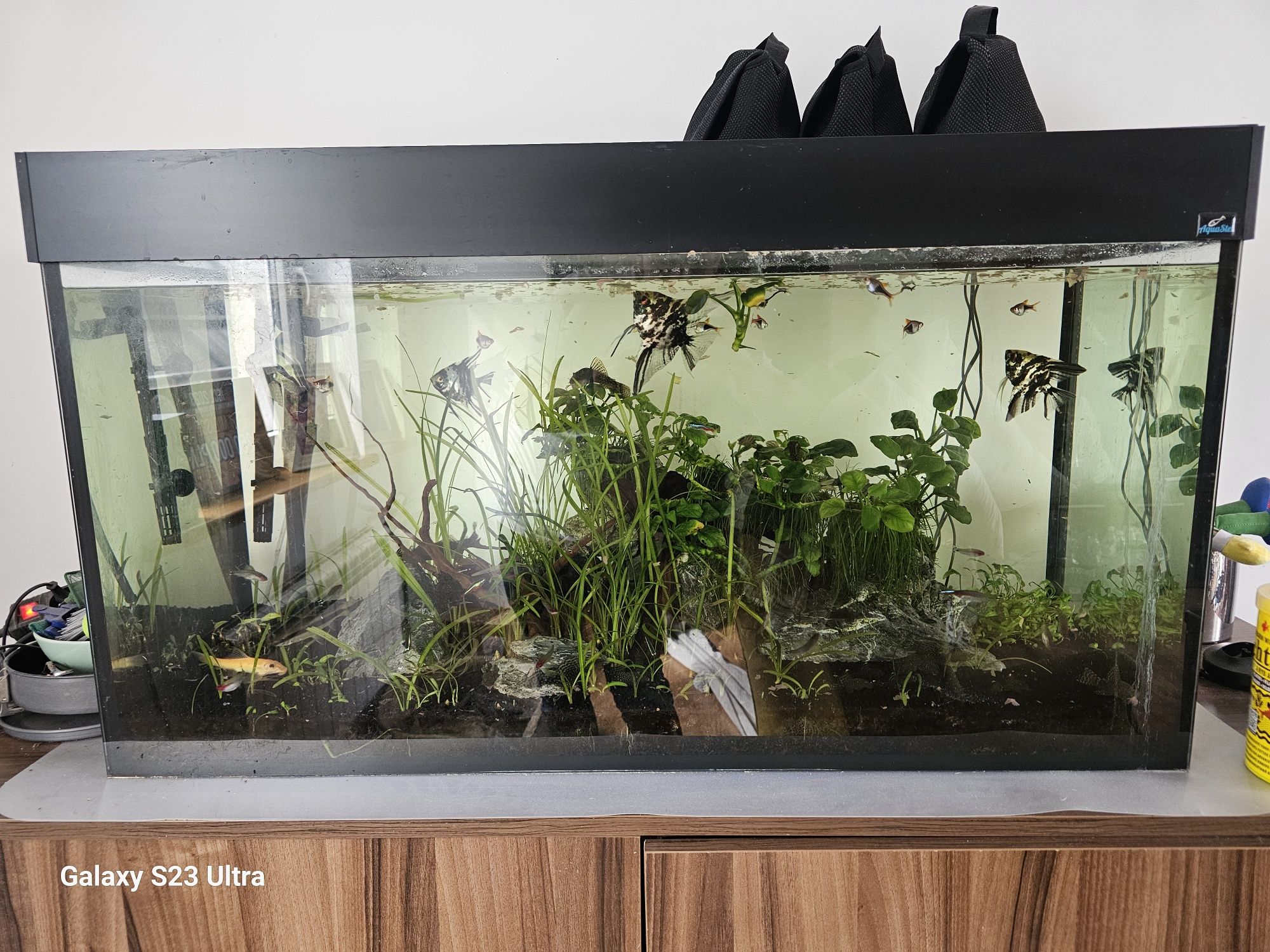 Akwarium 240l plus cała obsada