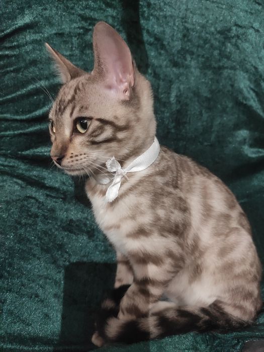 Hodowla kotów z Mazowieckiej Szwajcarii