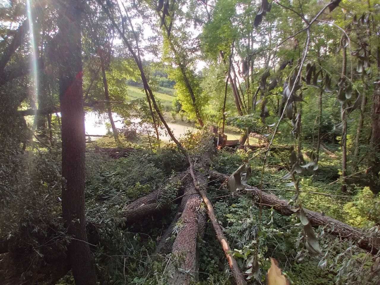 Дерево кругляк колода древесина на дрова доски изделия