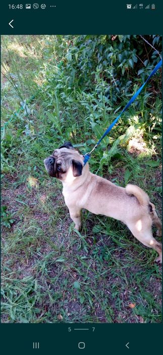 Мальчишка мопс на вязку