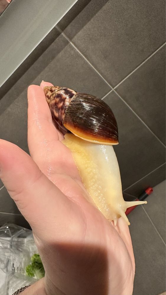 ślimaki afrykańskie Lissachatina Fulica Albino body