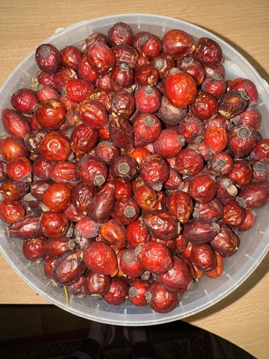 Шиповник сушений (шипшина)
