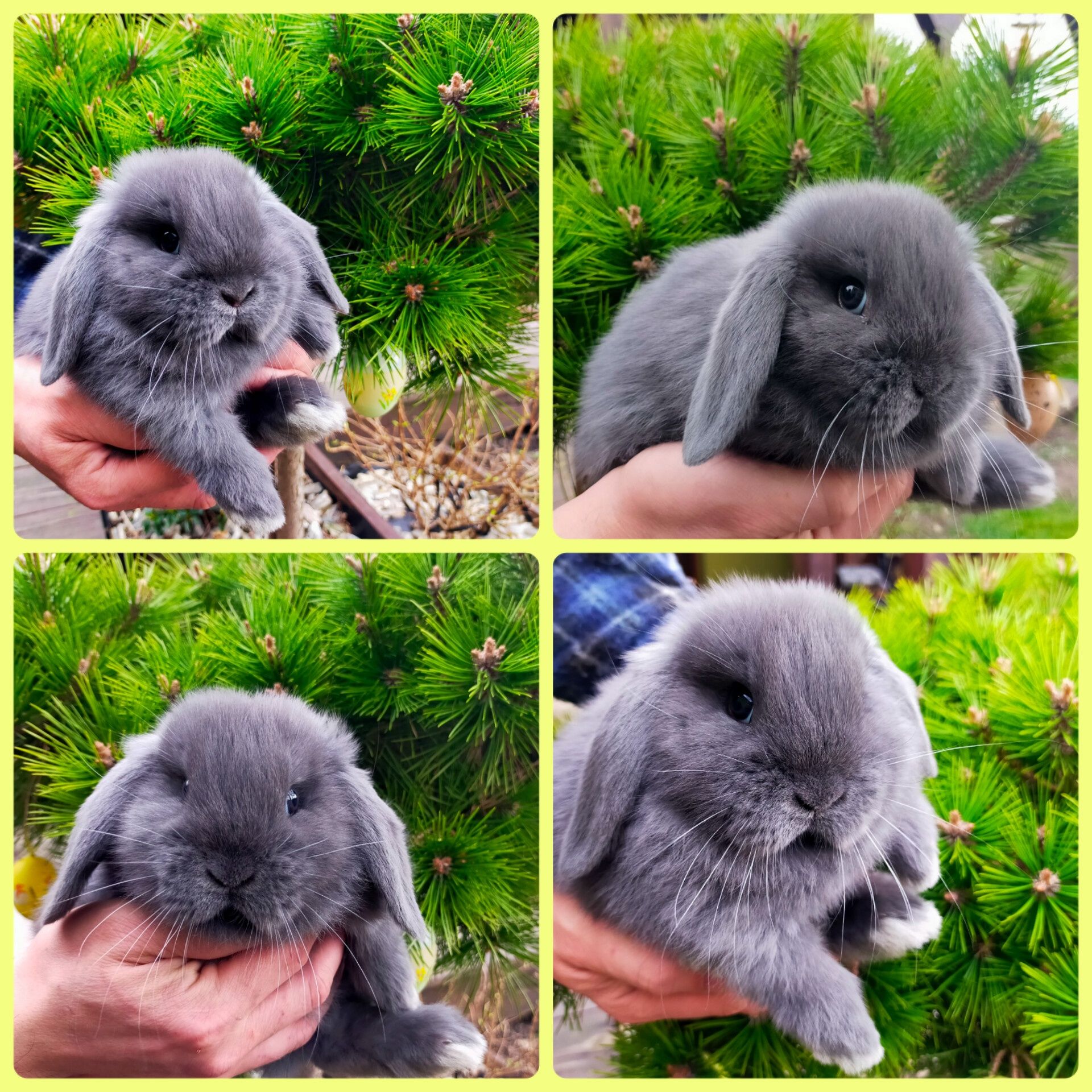 Królik baranek Mini lop blue wolny