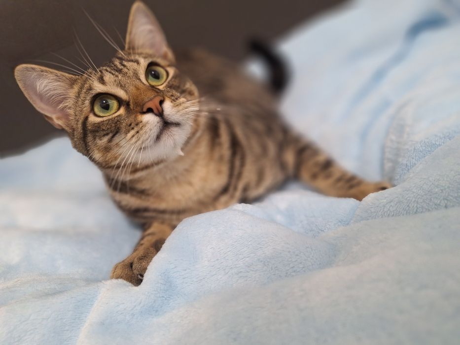 Pêras, para adoção