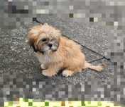 Slodki szczeniak lhasa apso
