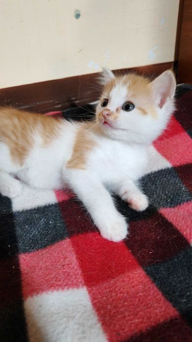 Руда киця шукає дім