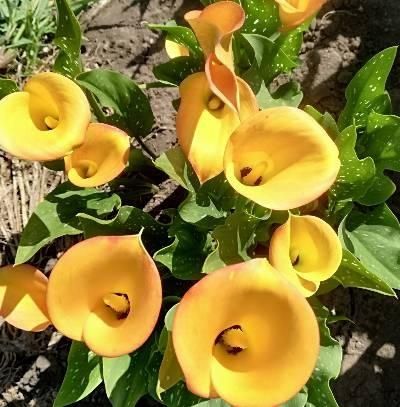 ЇїКали каллы клубні