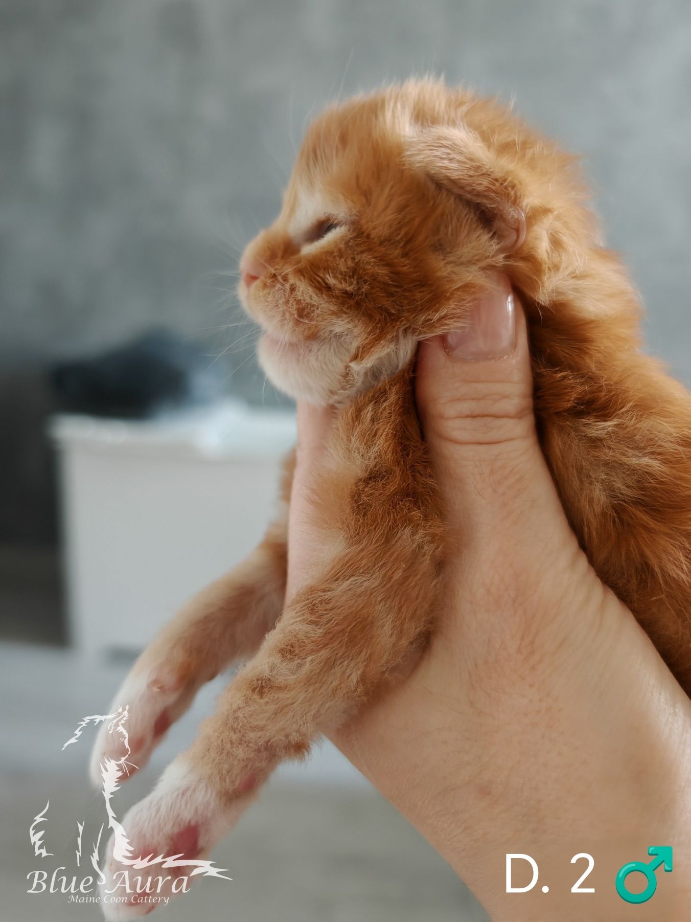 Kocurek rudy klasyczne pręgowany z bielą Maine Coon