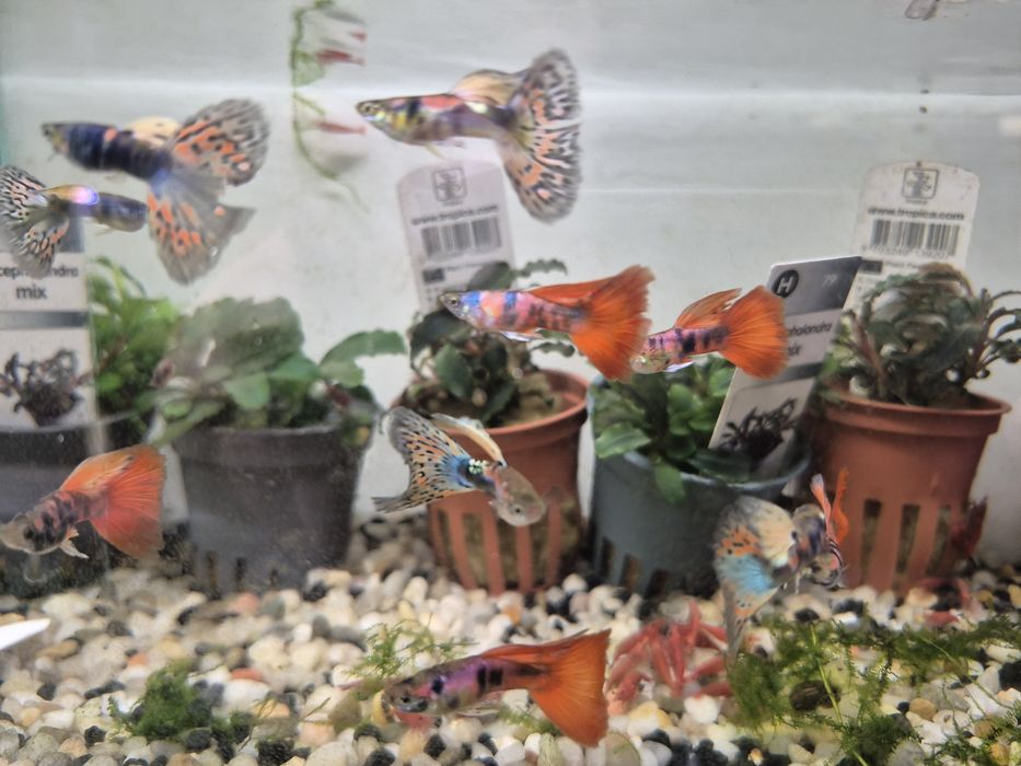 Gupik King  cobra Taiger  Krakow (Swoszowice)