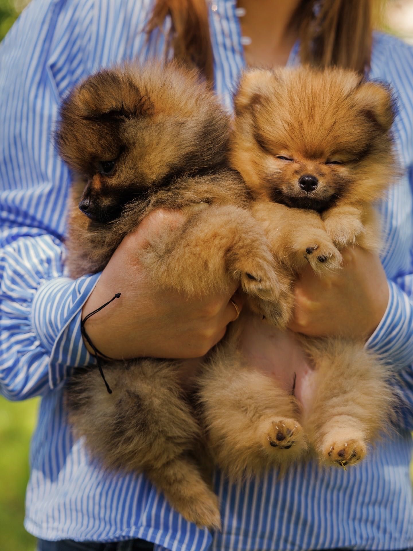 Pomeranian Szpic Miniaturowy FCI/ZKwP