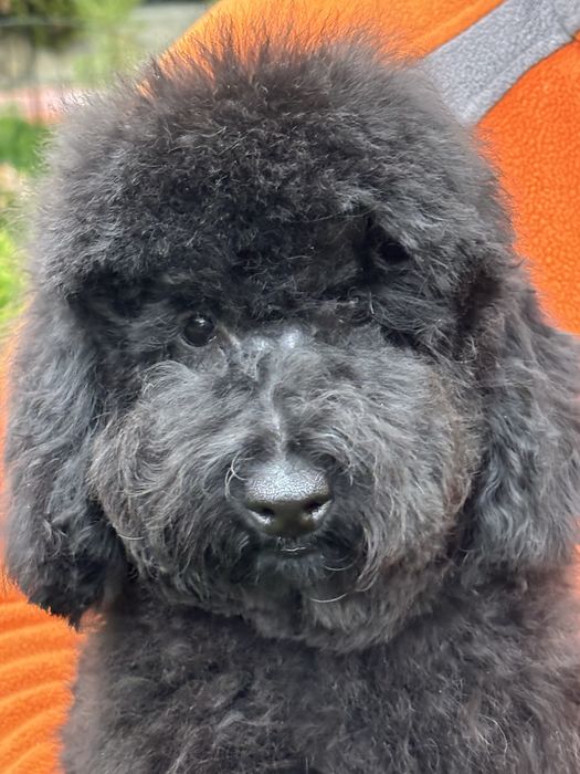 Пудель, хлопчик, львів