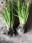 Cebolo para plantar